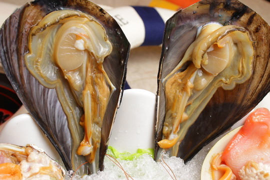 帶子