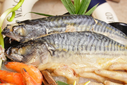 海魚 海鮮