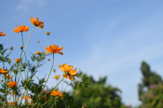 金雞菊