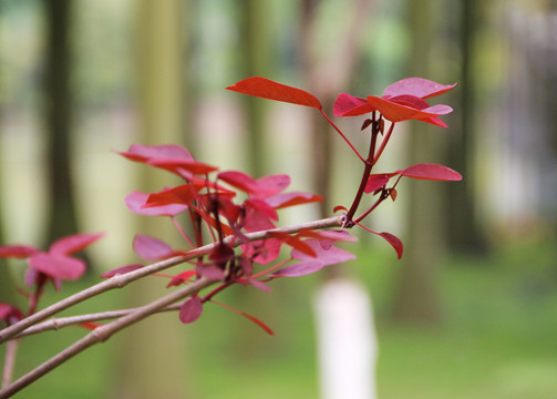 紅葉