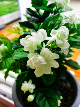 茉莉花