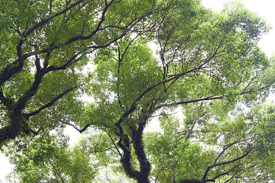 綠樹(shù)