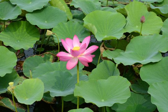 荷花