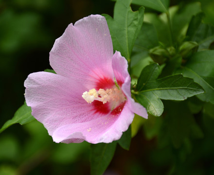 木槿花