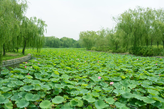 夏荷