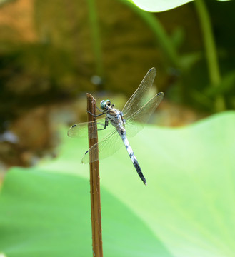 蜻蜓