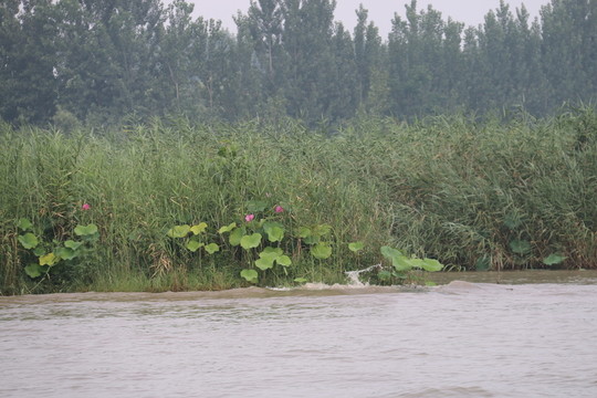 湖岸