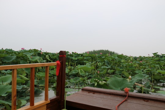 船頭荷花