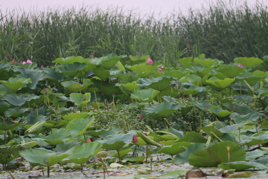 水中的荷花