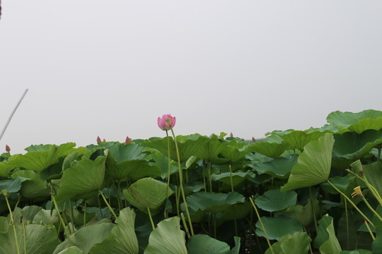 一枝獨(dú)秀