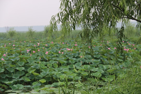 荷花景色