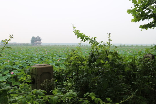 荷花景色