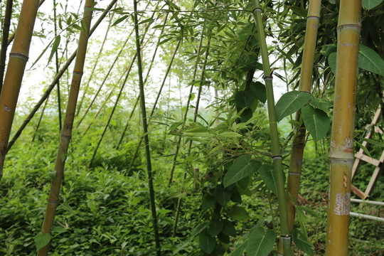 竹林景色