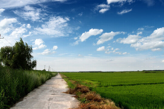 田間路 防風(fēng)林 路 小路 馬路