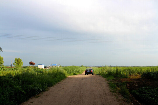 田間路 防風(fēng)林 路 小路 馬路