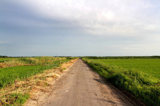 田間路 防風(fēng)林 路 小路 馬路
