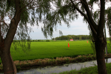 水渠 農(nóng)田 稻田 莊稼 水利
