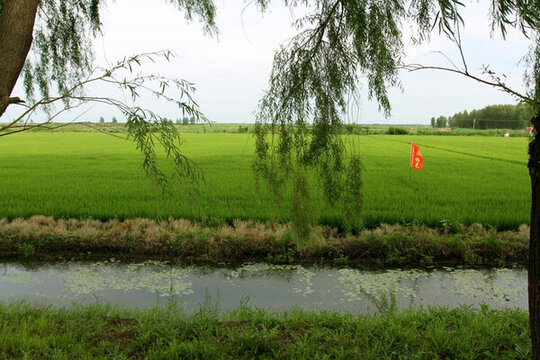 水渠 農(nóng)田 稻田 莊稼 水利