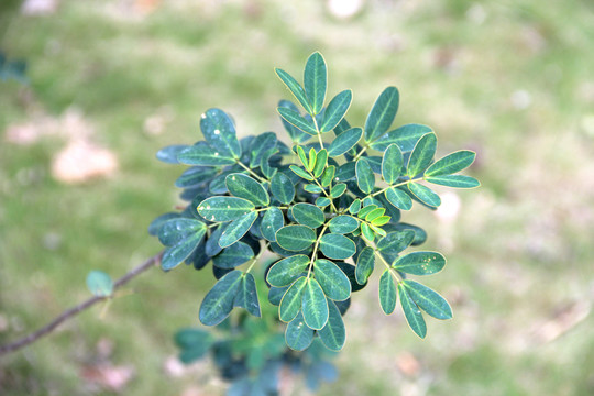 番禺大夫山小樹苗
