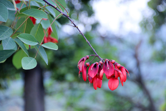 番禺大夫山紅花