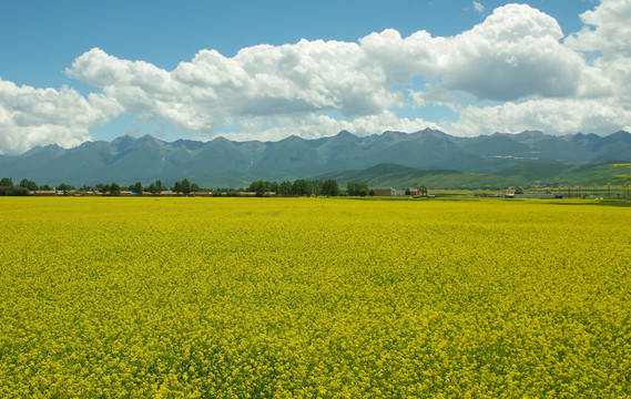 油菜花田