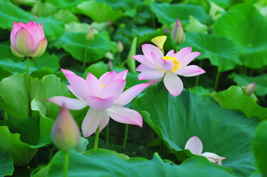 六月荷花 蓮花 夏季荷花 蓮蓬