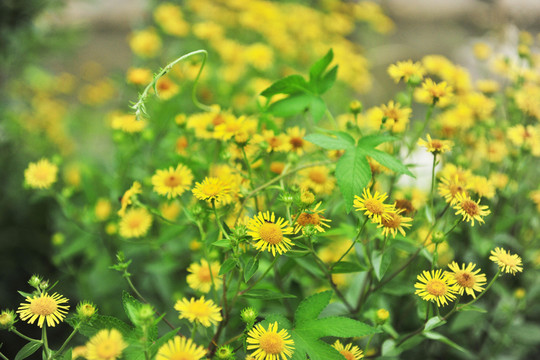 太陽(yáng)花 綠化花草 綠化帶