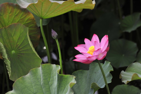 荷花