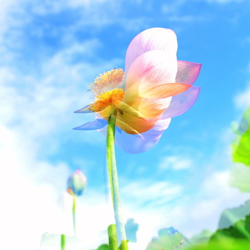 荷花