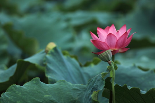 荷花