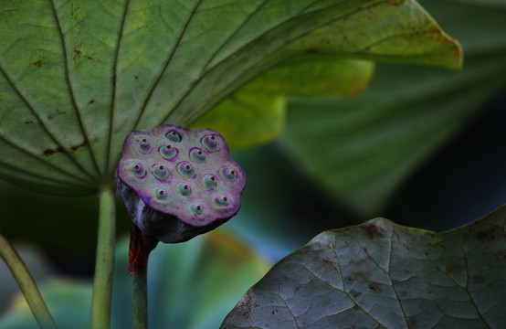 荷花