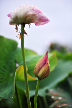 荷花