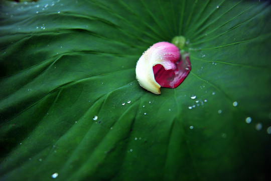 荷花