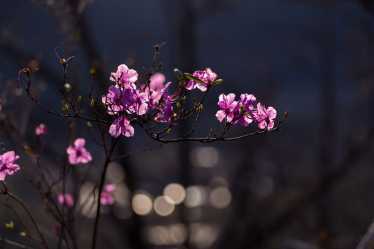 杜鵑花