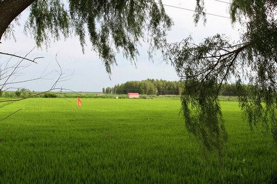 水稻 水稻田 秧苗 莊稼 農(nóng)田