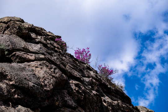 杜鵑花