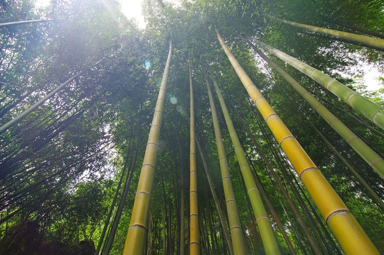 竹子 竹林
