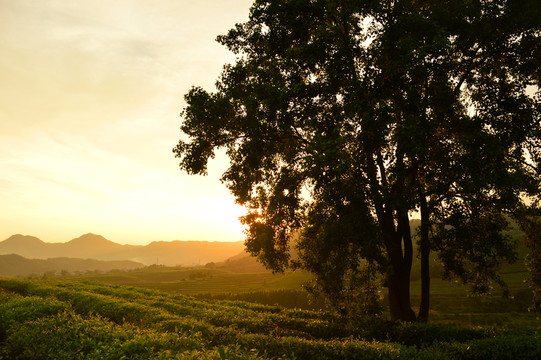 夕陽美景