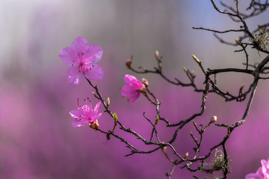 杜鵑花