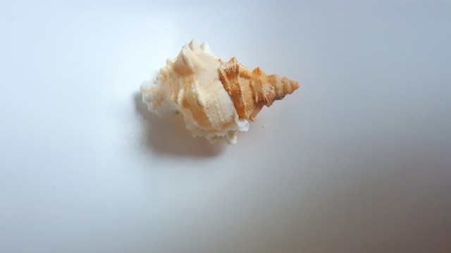 海螺