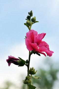 蜀葵