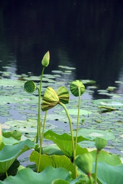 荷花
