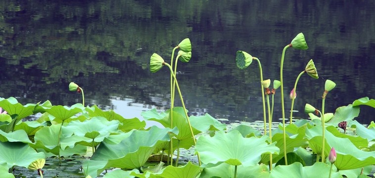 荷花
