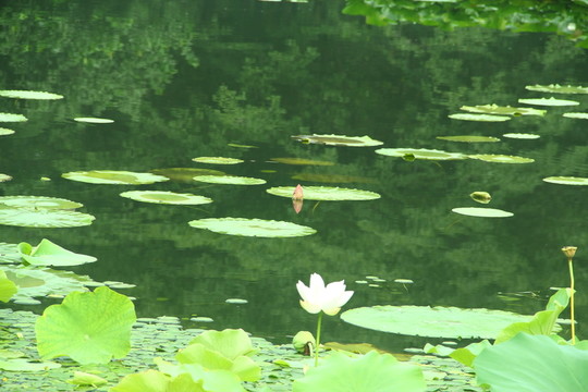 荷花
