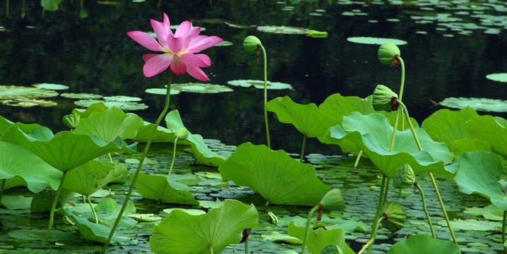 荷花