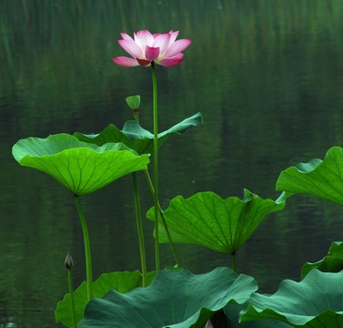 荷花