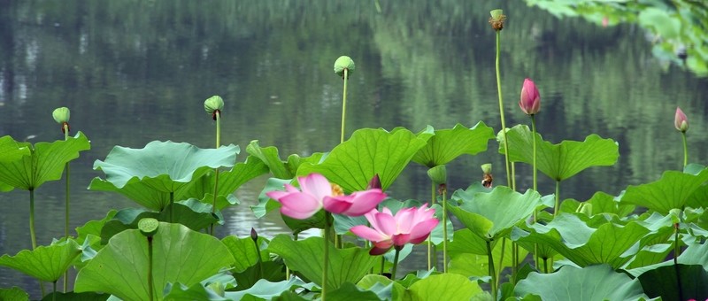 荷花