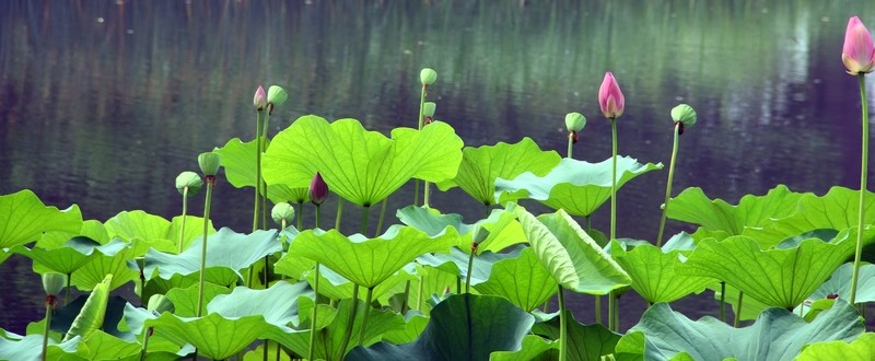 荷花