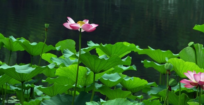 荷花