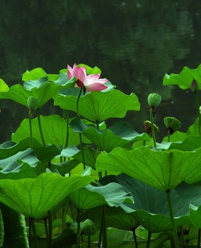 荷花